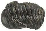 Curled Morocops Trilobite - Morocco #224205-1